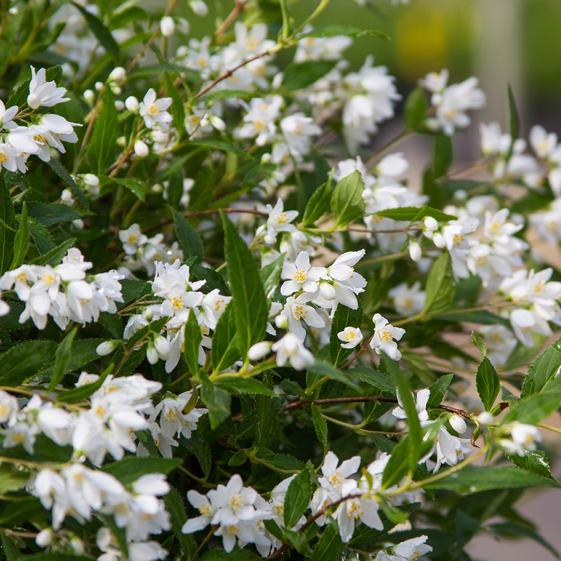 yuki-snowflake-deutzia-spring-meadow-wholesale-liners-spring